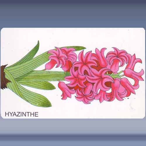 Hyazinthe